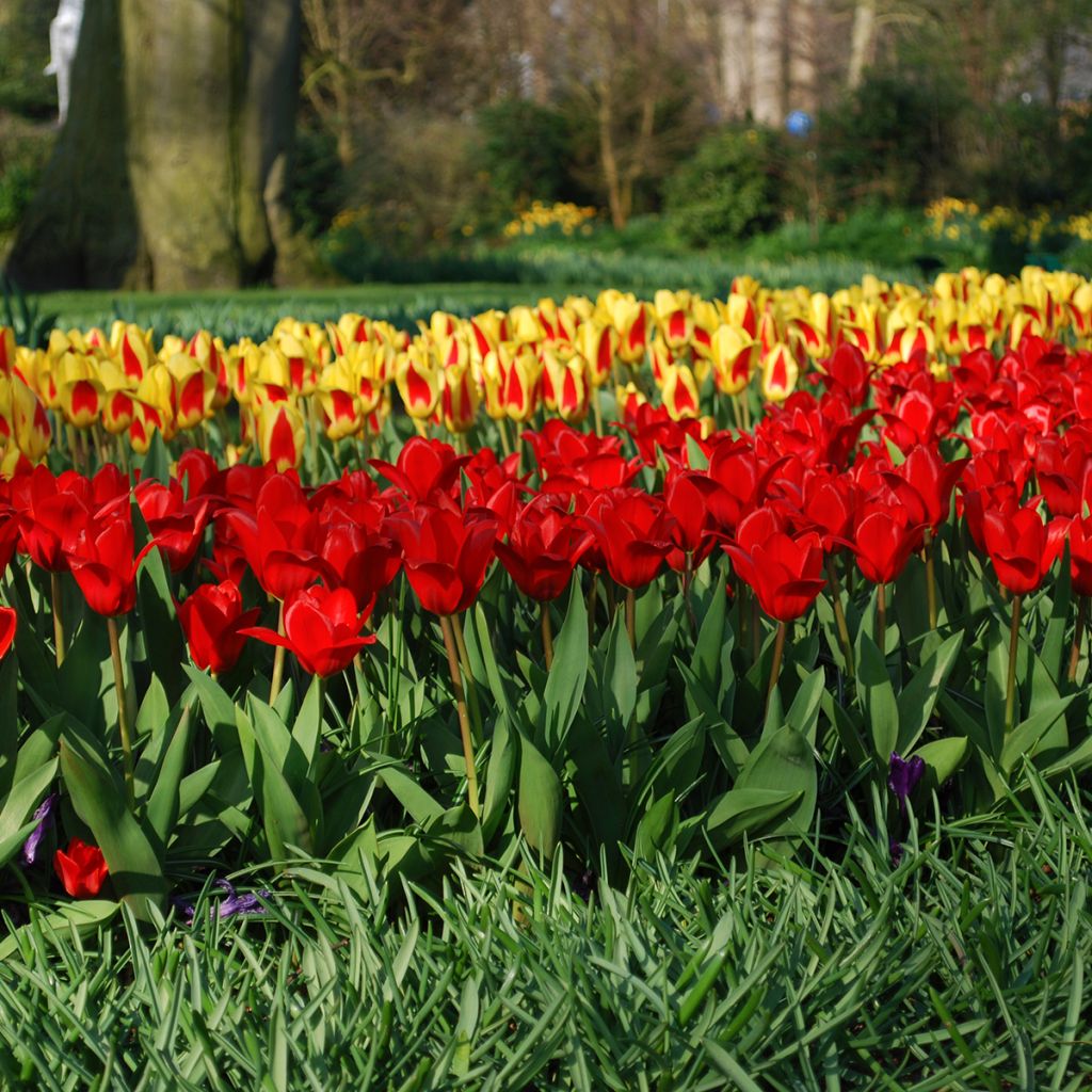 Tulipa kaufmanniana Showwinner
