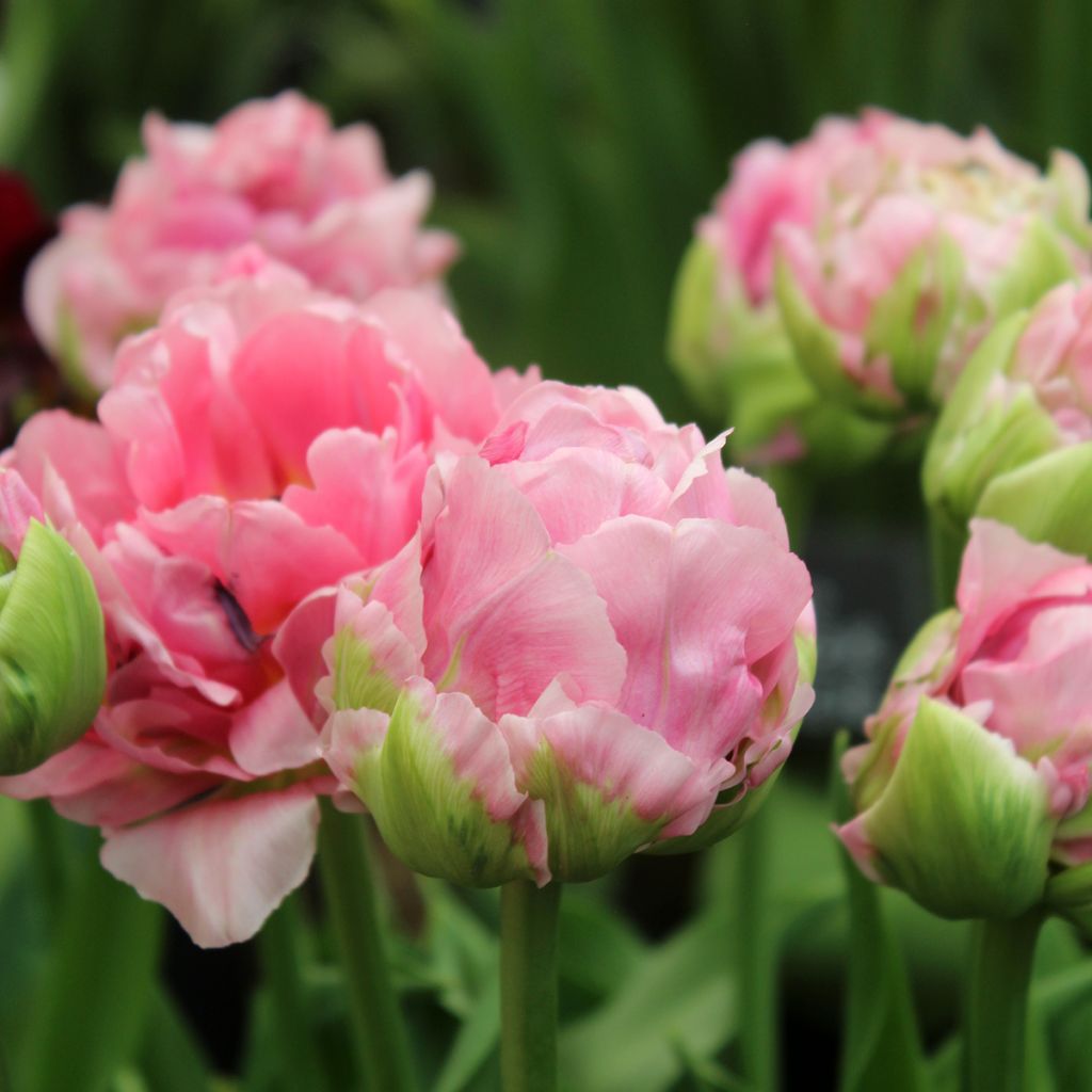 Tulipa Dobrada tardia Double Arosa