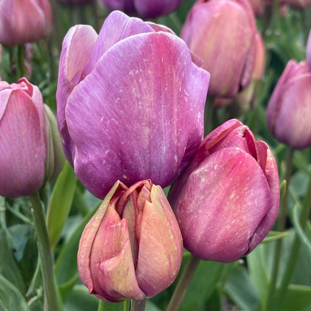 Tulipa Pluriflore Blue Heaven