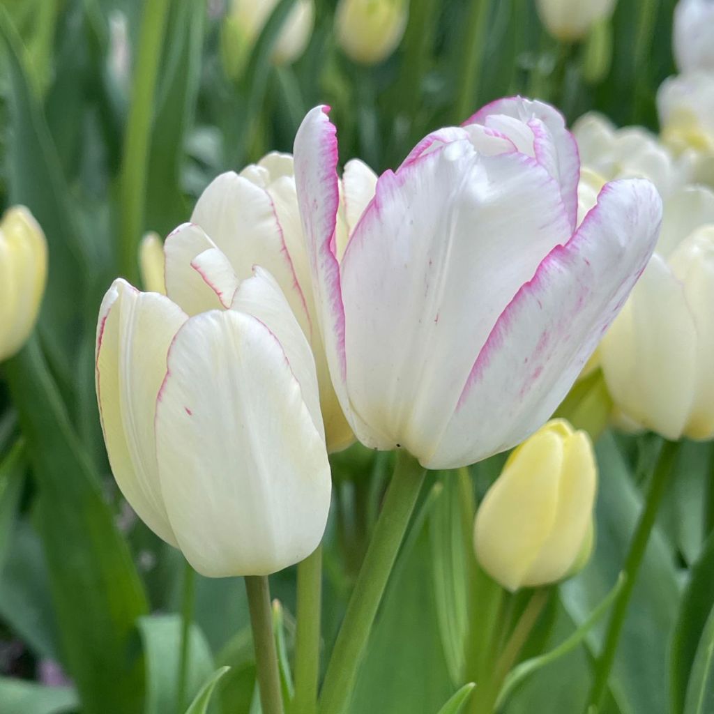 Tulipa Pluriflore Emilie