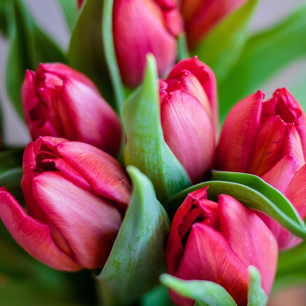 Tulipa Pluriflore Happy Family