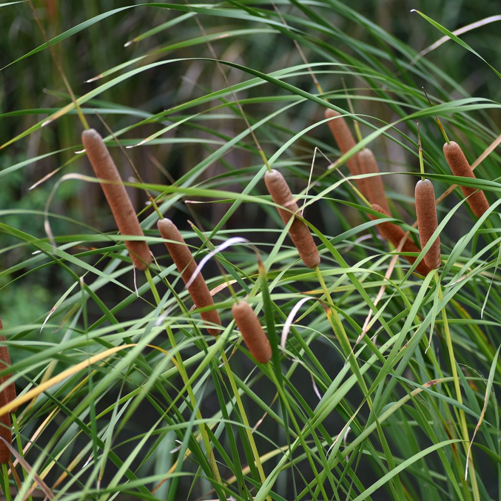Typha latifolia