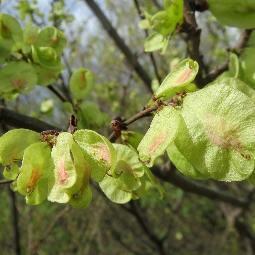 Ulmus carpinifolia Pendula