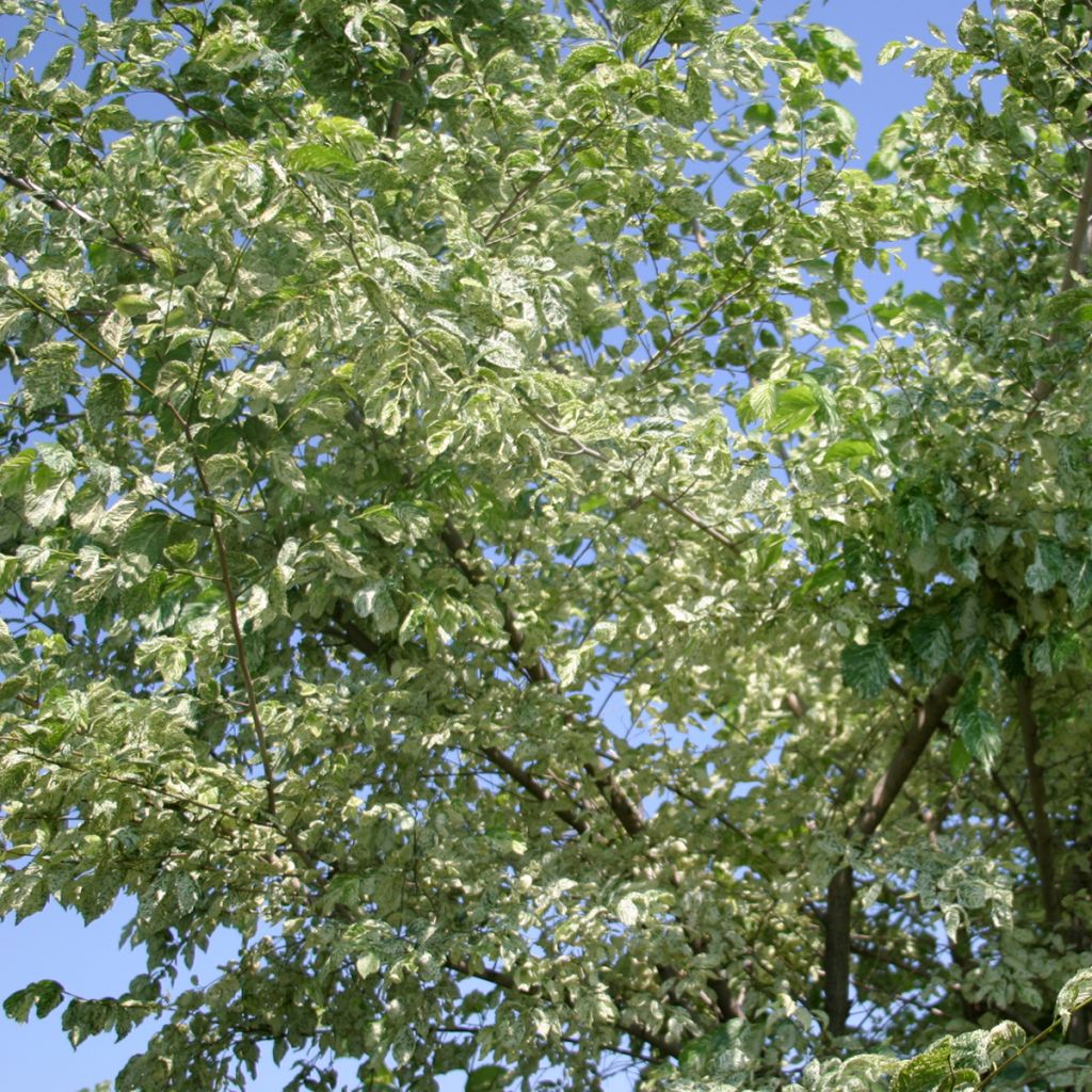 Ulmus minor Argenteovariegata