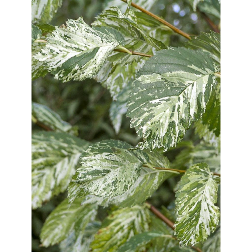Ulmus minor Argenteovariegata