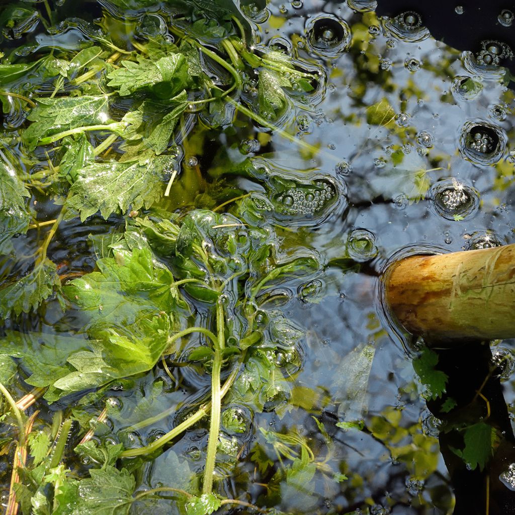 Urtiga sementes - Urtica dioïca