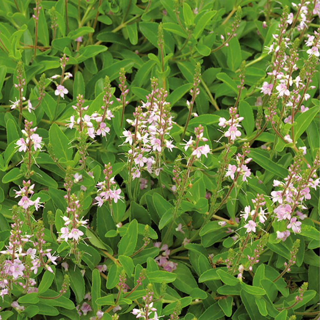 Veronica cantiana Kentish Pink