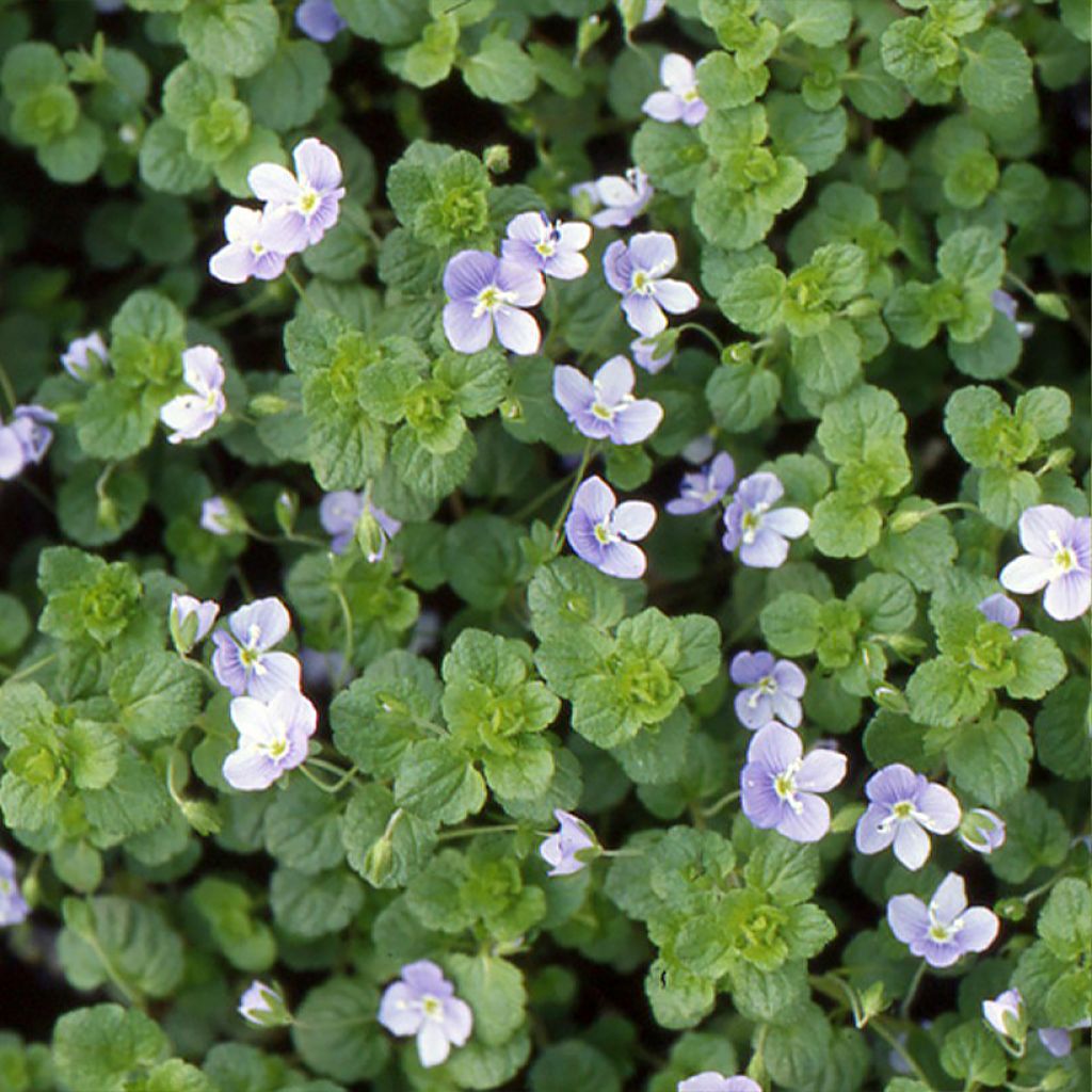 Veronica filiformis - Verónica