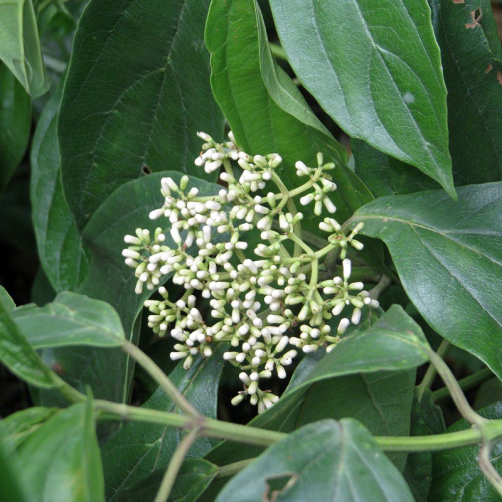Viburnum cylindricum - Viburno cilíndrico