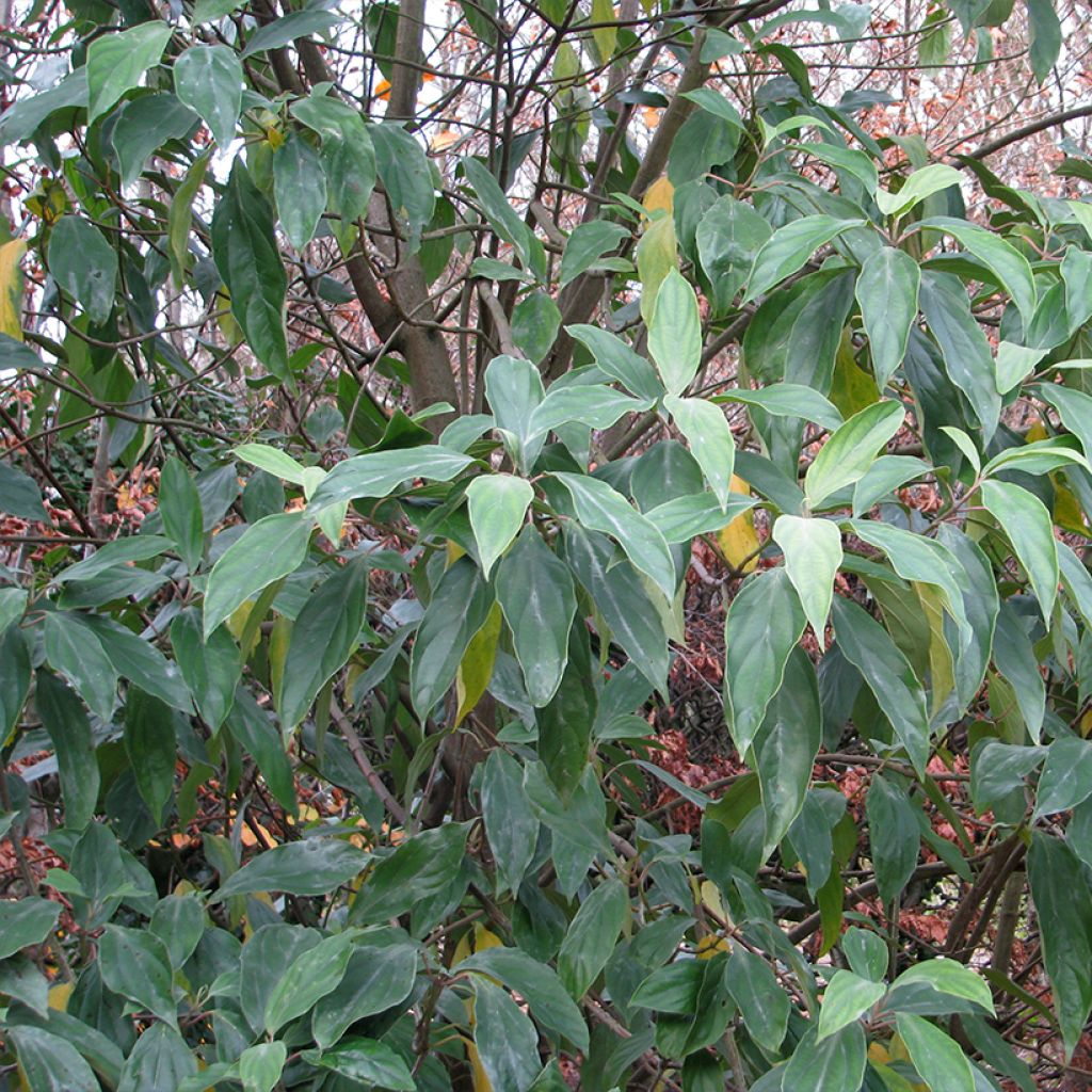 Viburnum cylindricum - Viburno cilíndrico