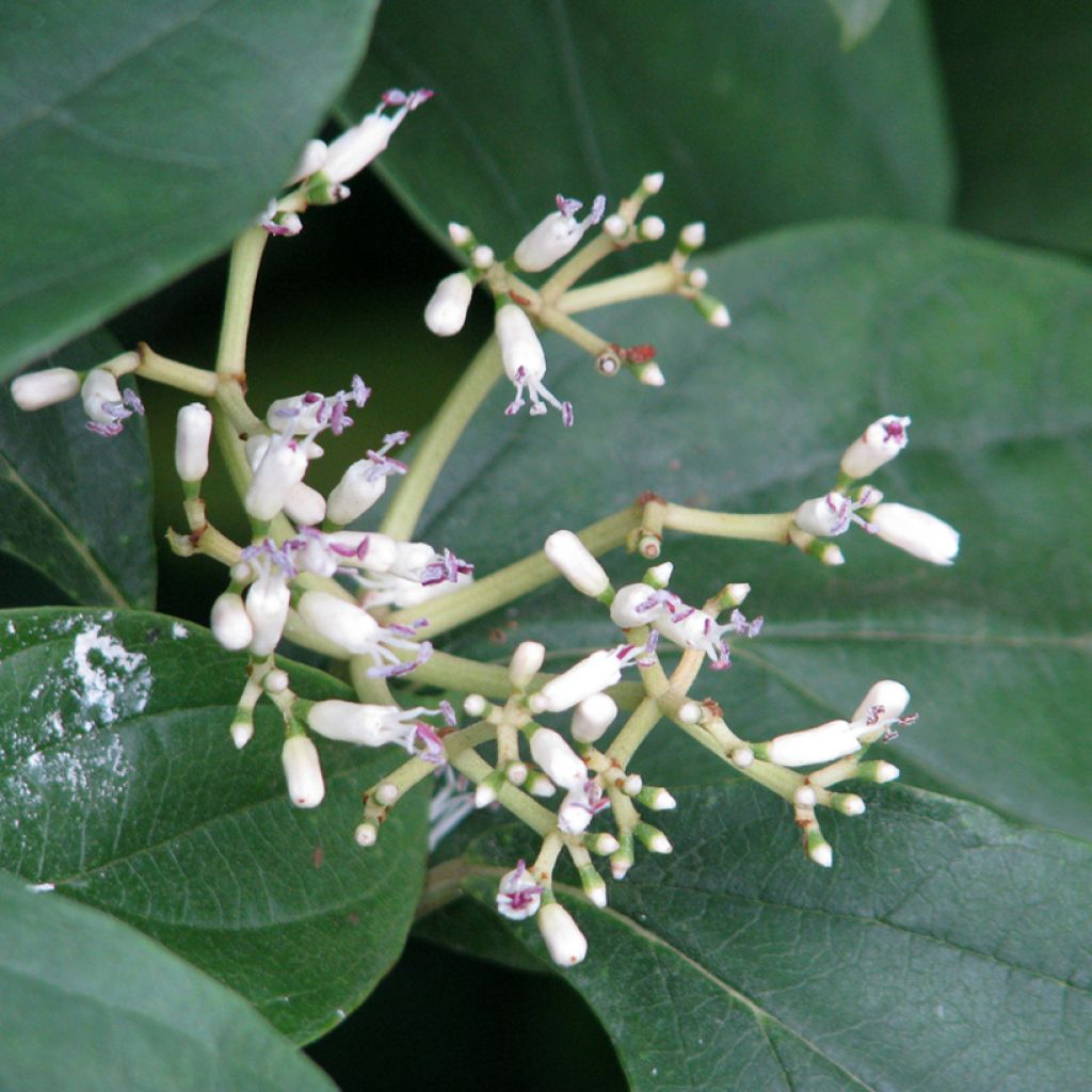 Viburnum cylindricum - Viburno cilíndrico