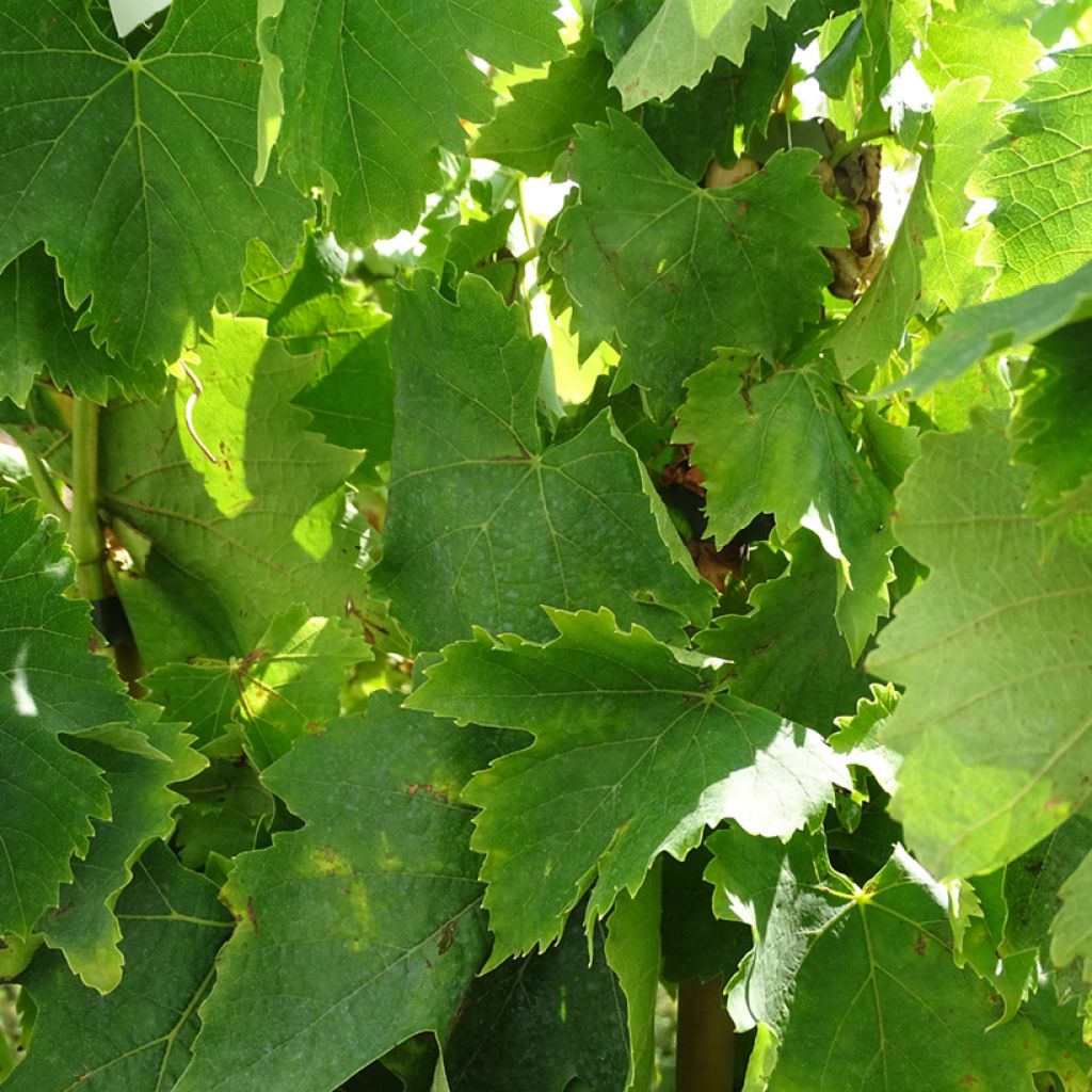 Videira Alphonse Lavallée - Vitis vinifera