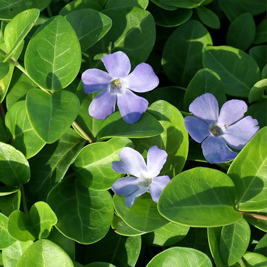 Vinca-menor Grüner Teppich (Green Carpet)