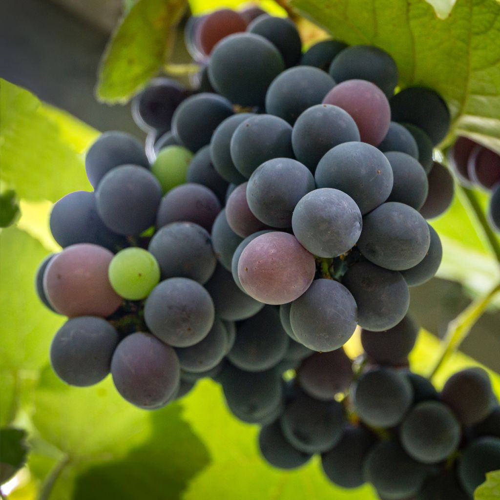 Videira Fragola Nera Precoce - Vitis labrusca x vinifera