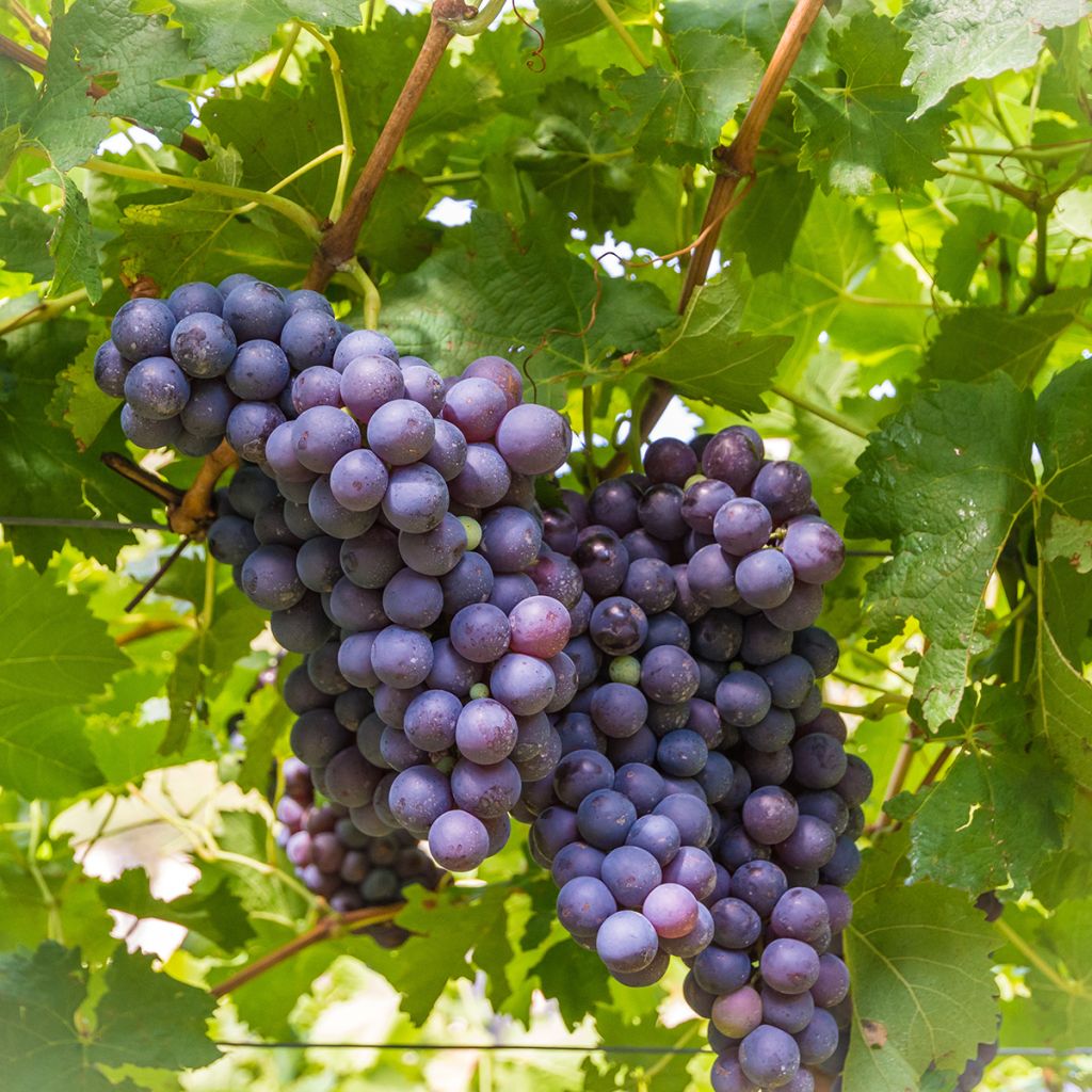 Videira de mesa Moscato dAdda - Vitis vinifera