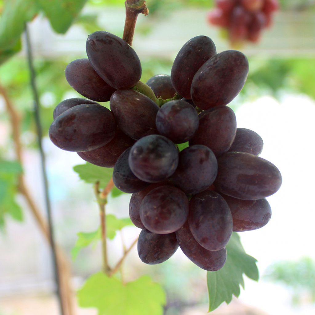 Videira de mesa Pizzutello Nero - Vitis vinifera