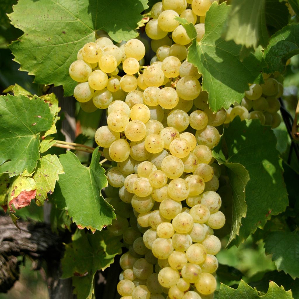 Videira Vermentino - Vitis vinifera