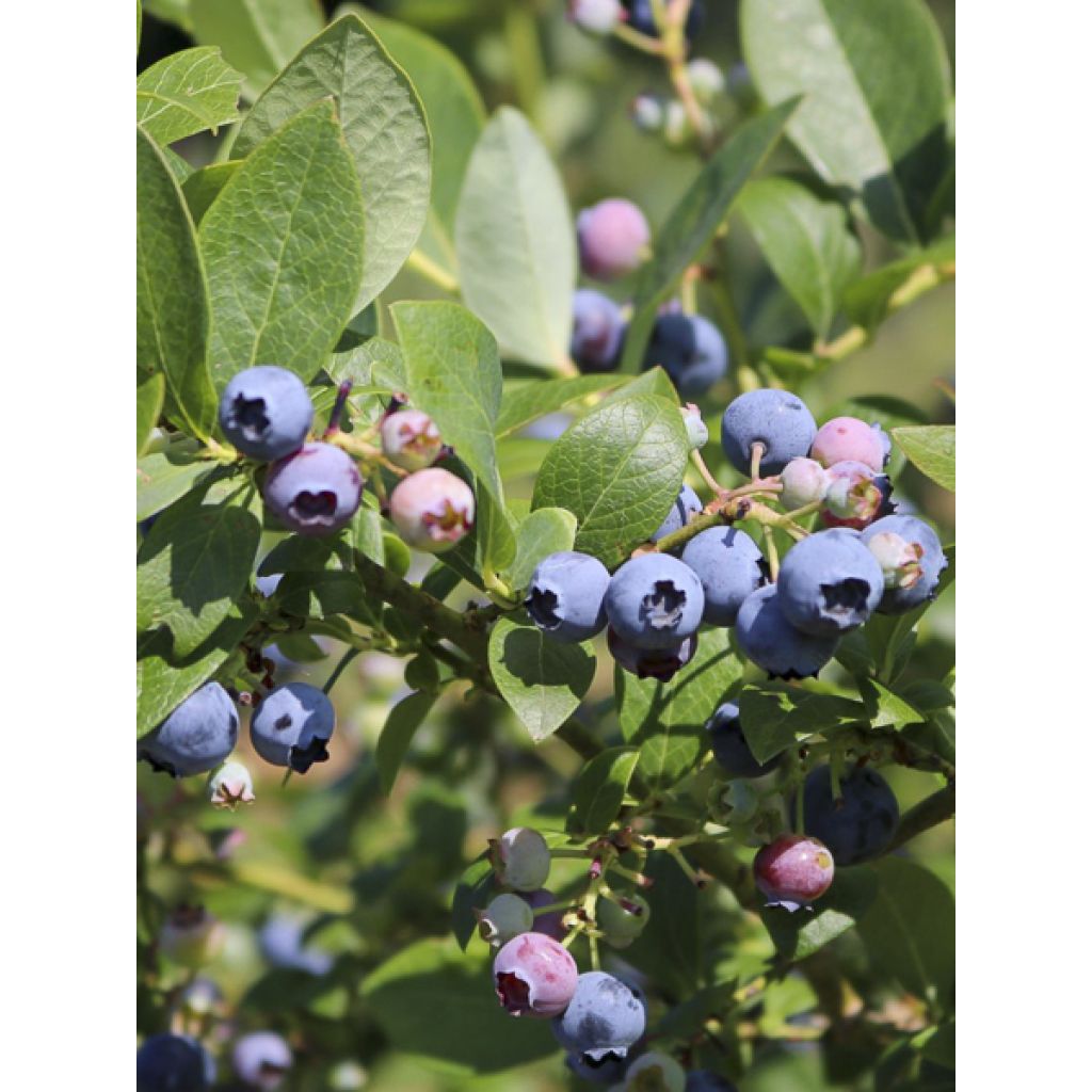 Mirtileiro Hortblue Poppins - Vaccinium corymbosum