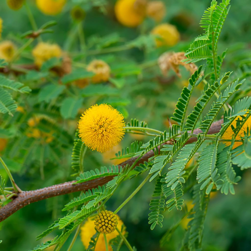 Vachellia farnesiana