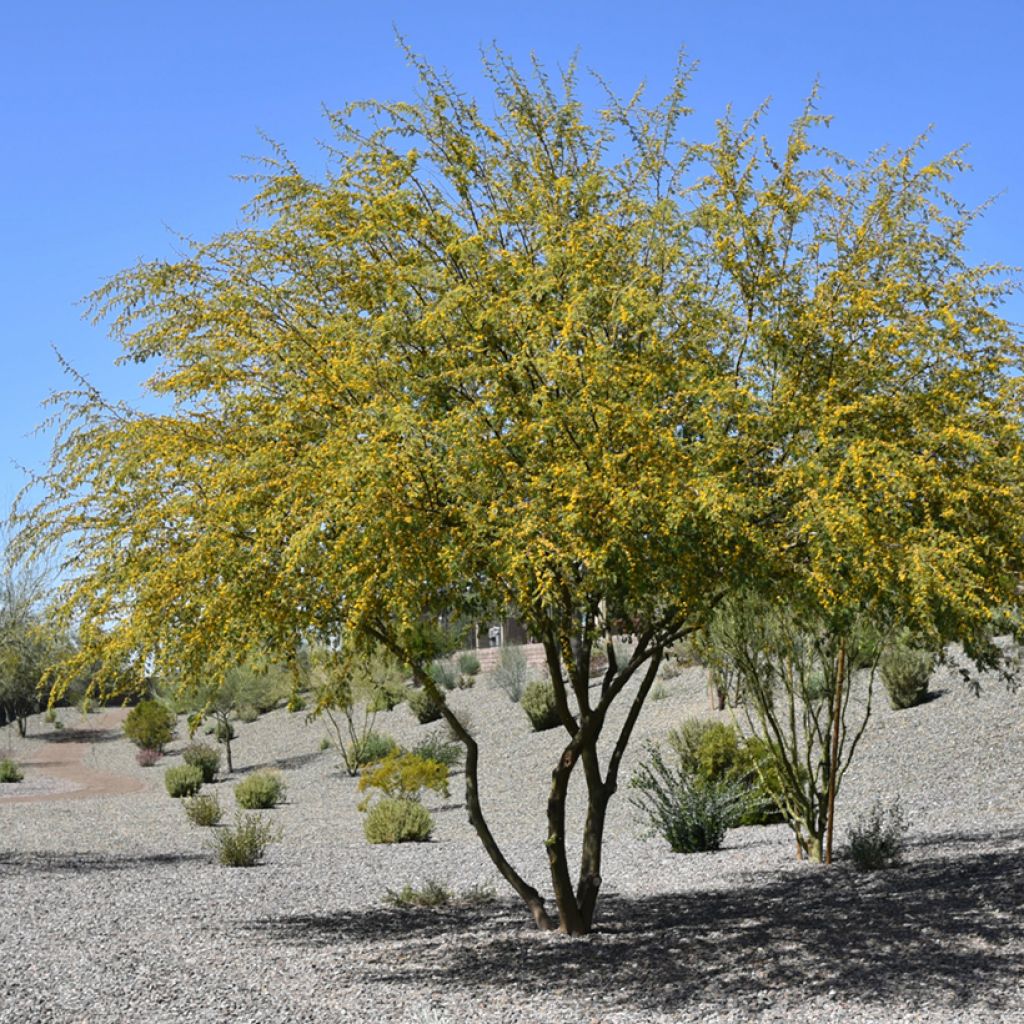 Vachellia farnesiana