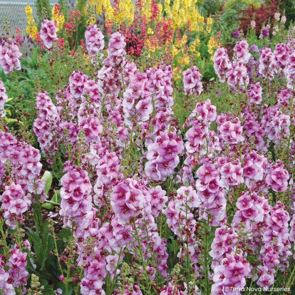 Verbasco Lavender Lass