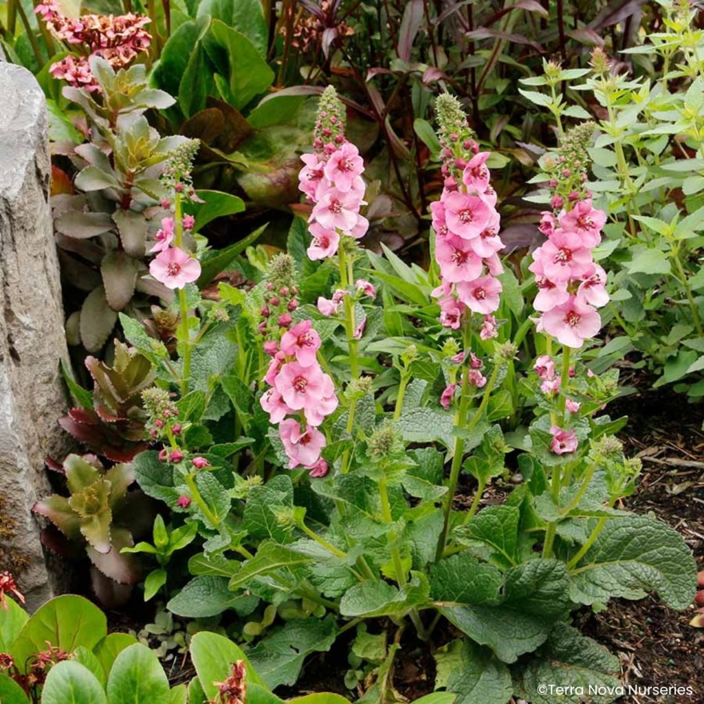 Verbasco Lavender Lass