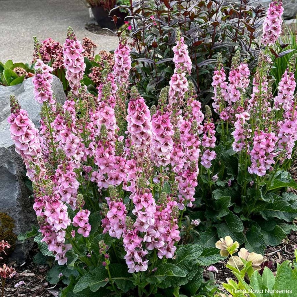 Verbasco Lavender Lass