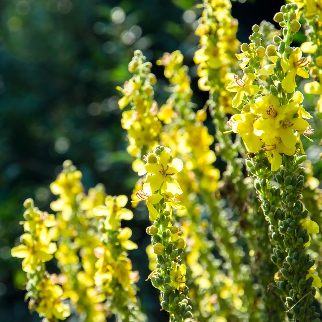 Verbascum olympicum - Molène-de-Olimpo