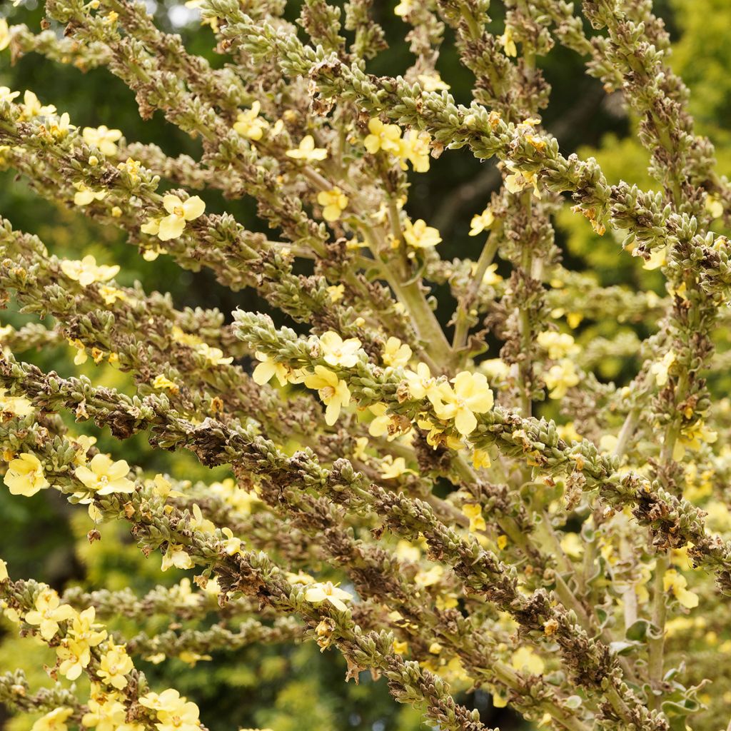 Verbascum olympicum - Molène-de-Olimpo