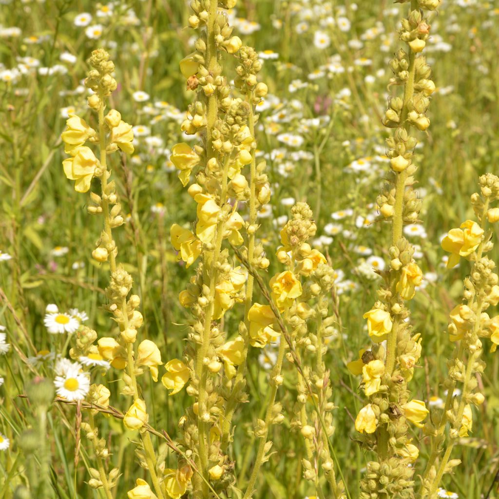Verbascum olympicum - Molène-de-Olimpo
