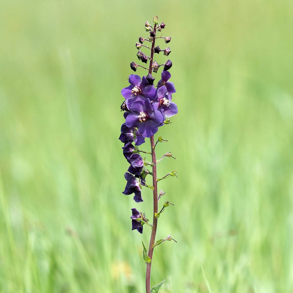 Verbasco phoeniceum Violetta