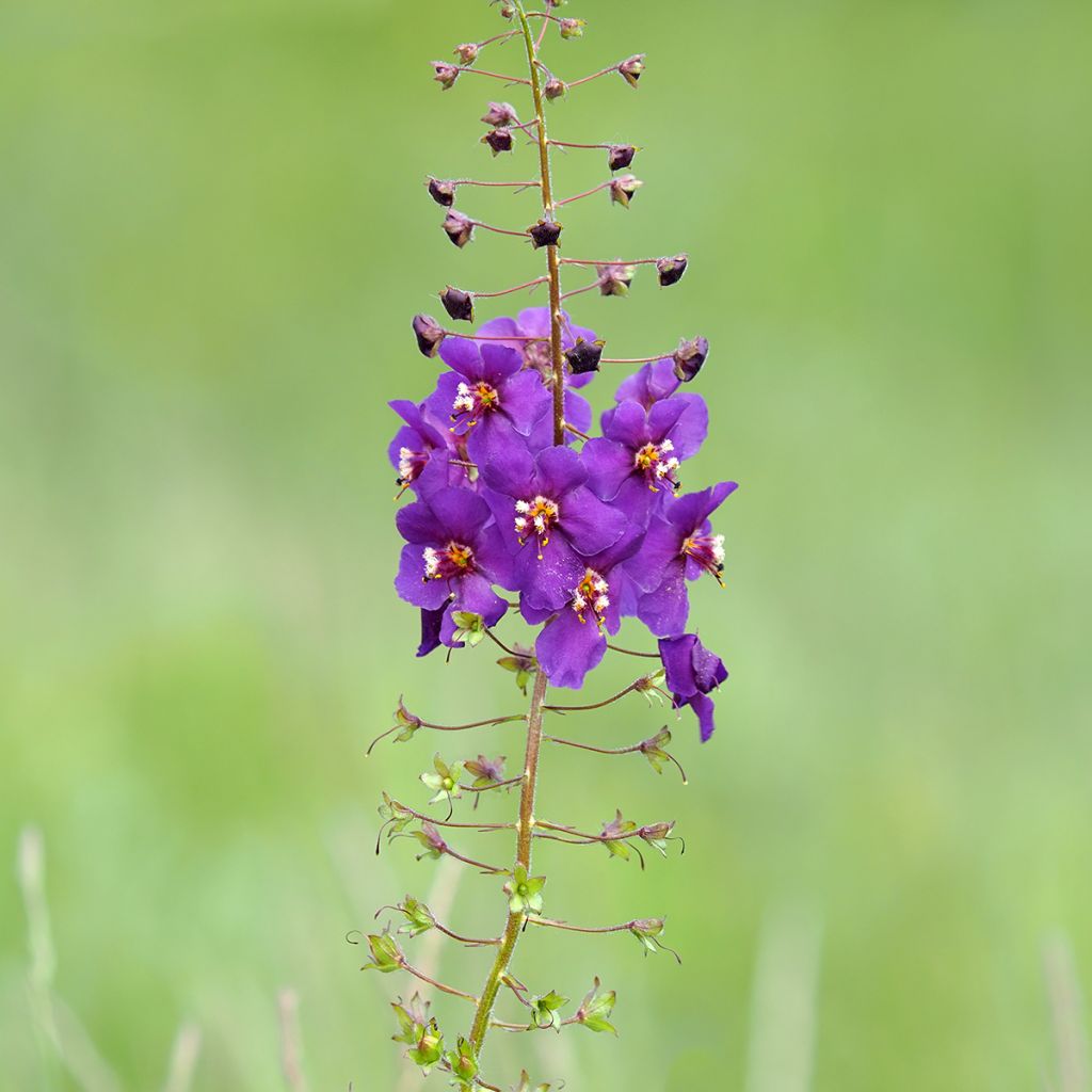 Verbasco phoeniceum Violetta