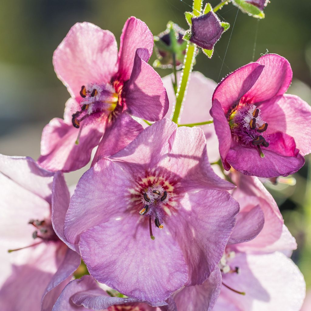 Verbasco Lavender Lass