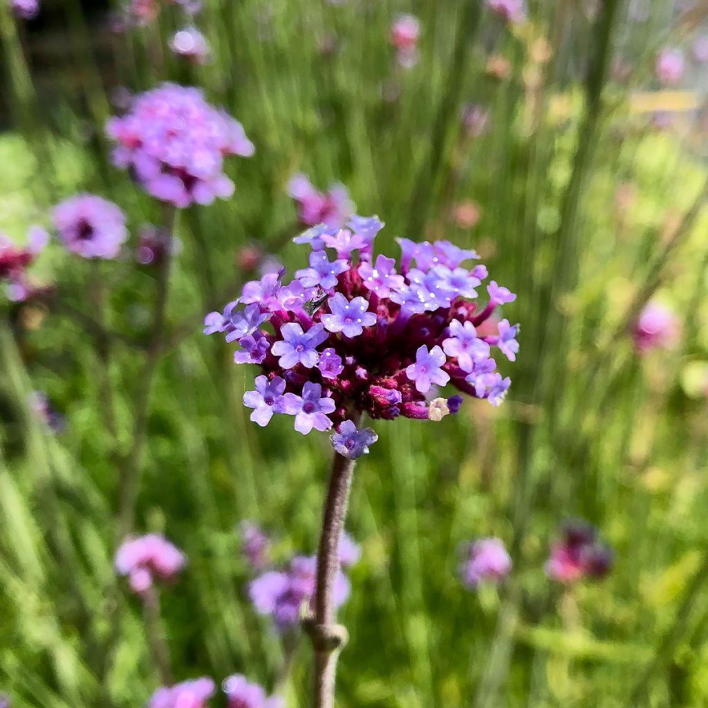 Verbena bonariensis - Verbena de Buenos Aires