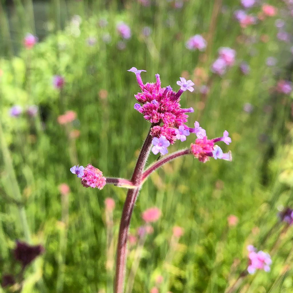 Verbena bonariensis - Verbena de Buenos Aires