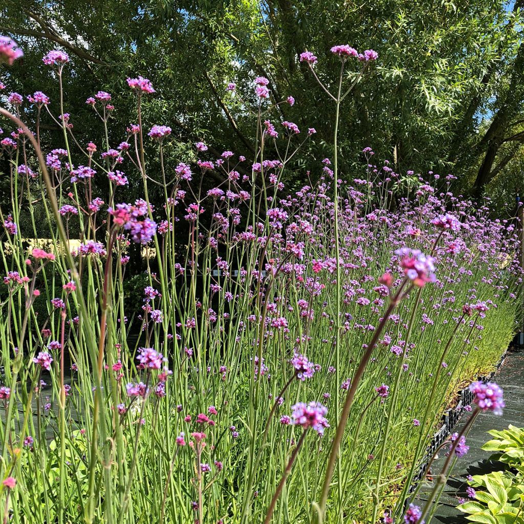 Verbena bonariensis - Verbena de Buenos Aires