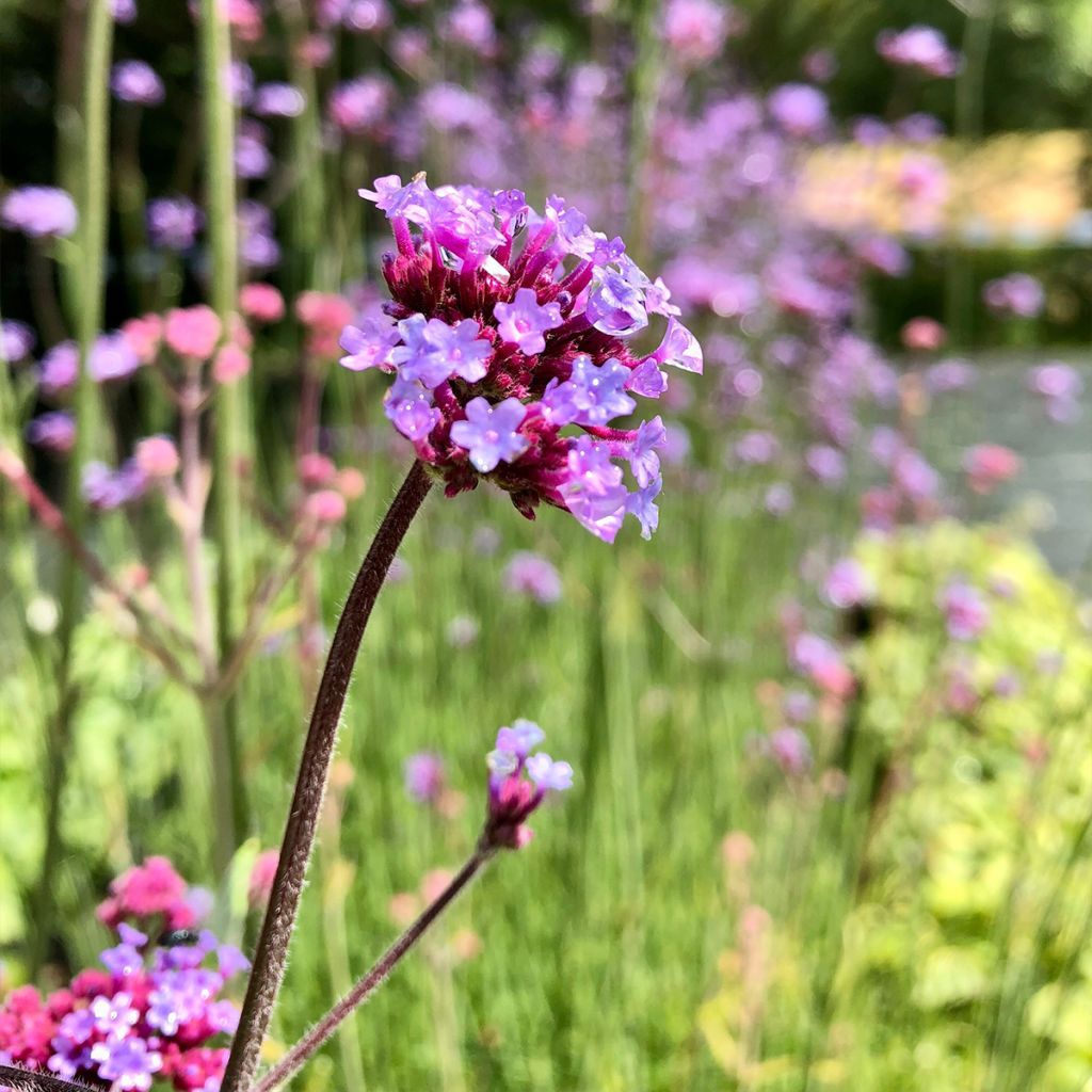 Verbena bonariensis - Verbena de Buenos Aires