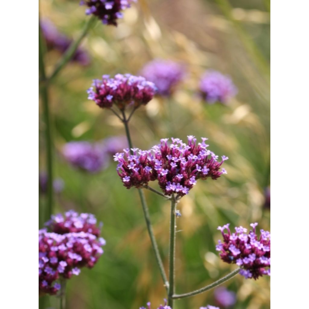 Verbena bonariensis - Verbena de Buenos Aires