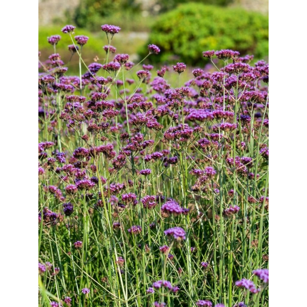 Verbena bonariensis - Verbena de Buenos Aires