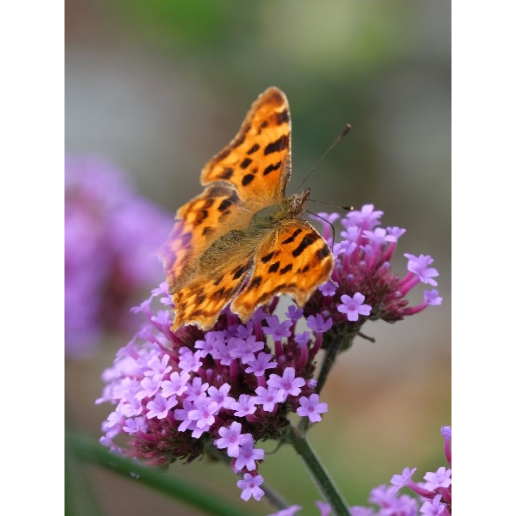 Verbena bonariensis - Verbena de Buenos Aires