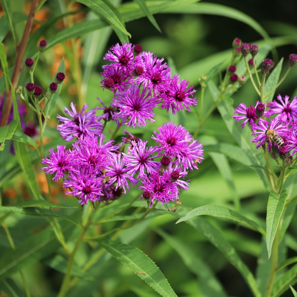 Vernonia crinita