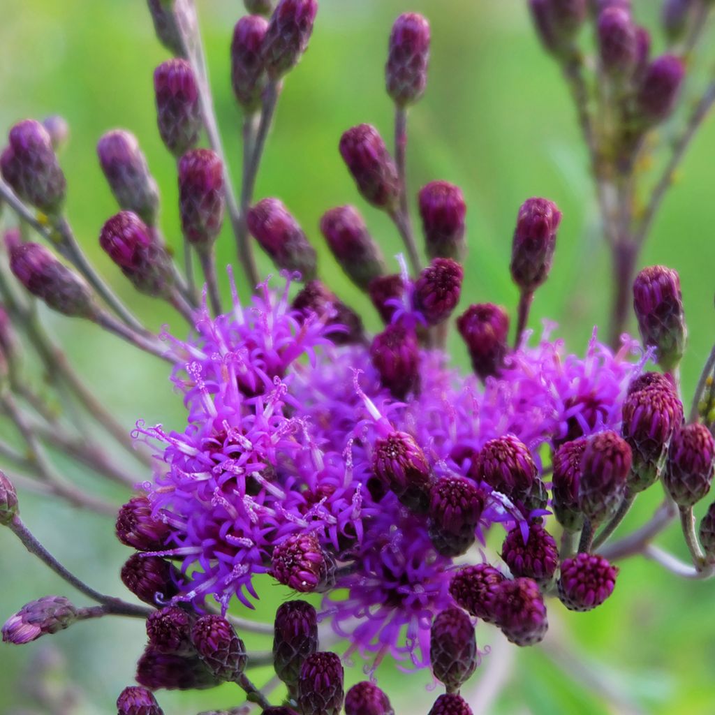 Vernonia crinita