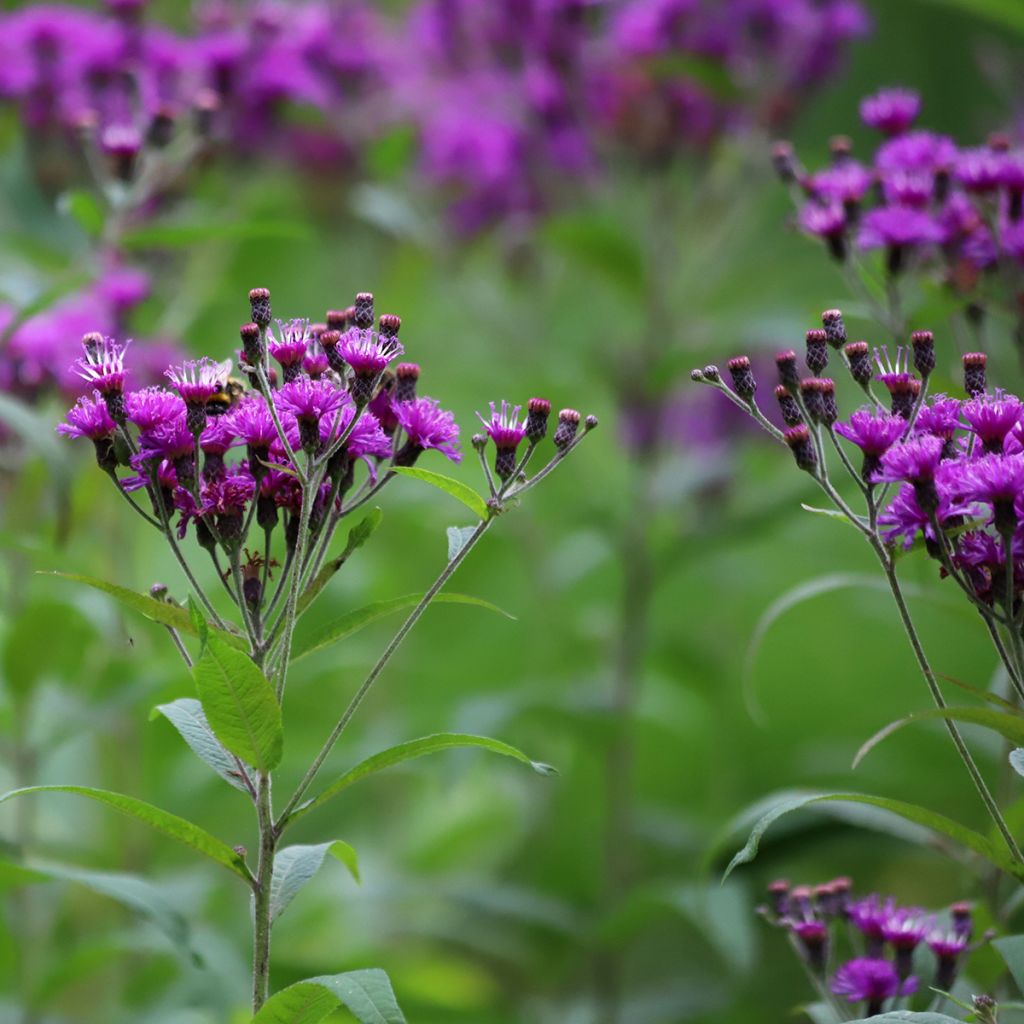 Vernonia crinita