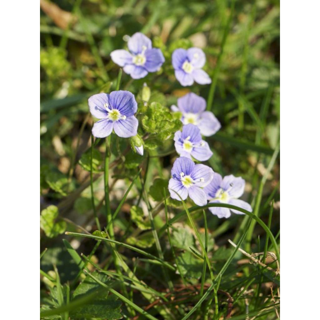 Veronica filiformis - Verónica