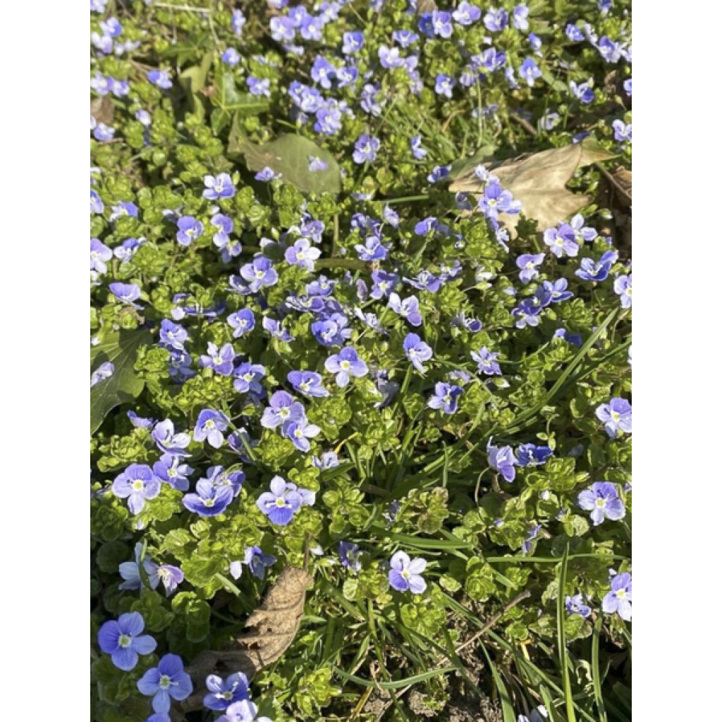 Veronica filiformis - Verónica