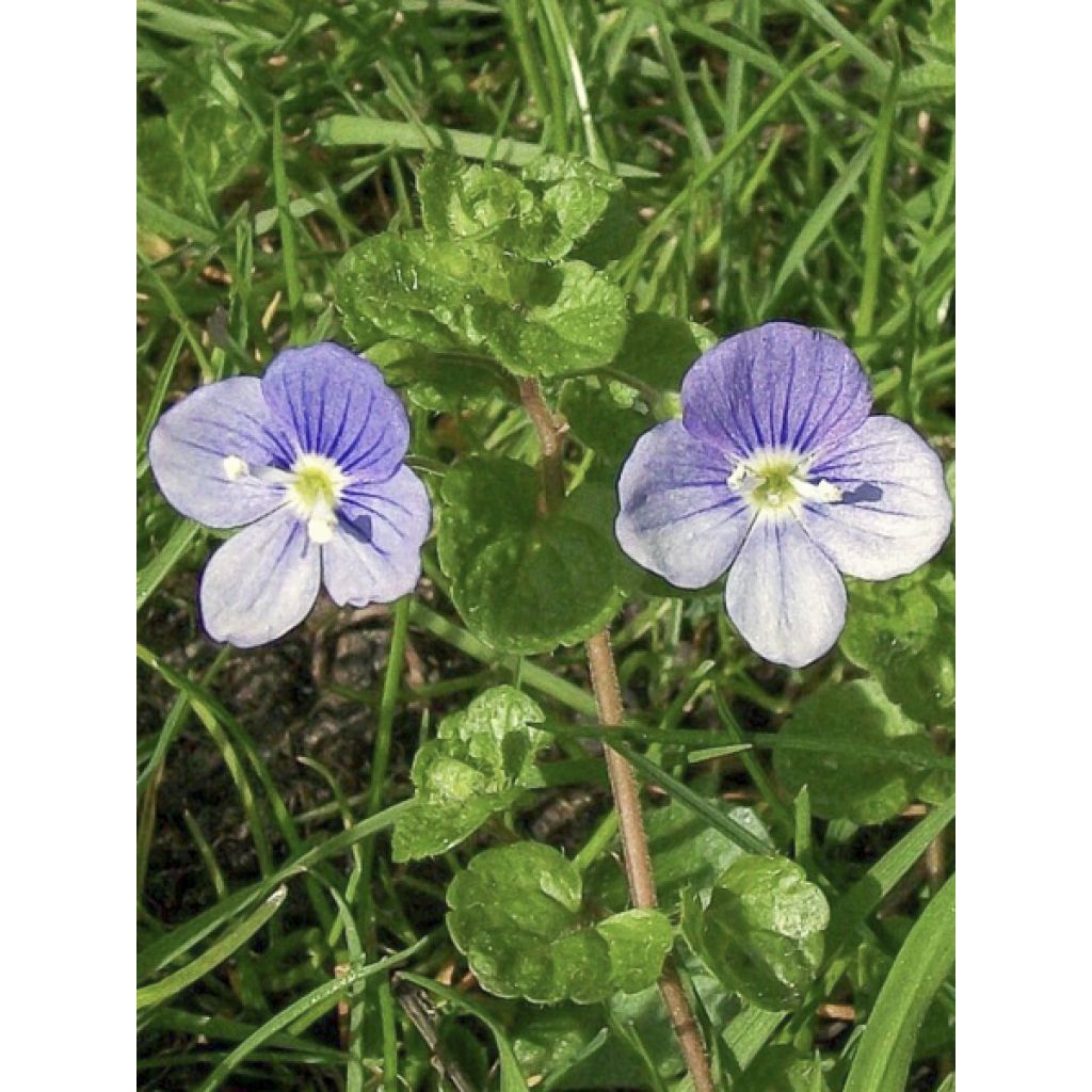 Veronica filiformis - Verónica