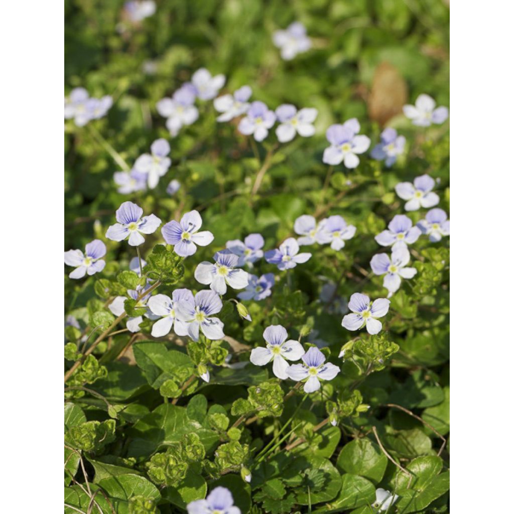 Veronica filiformis - Verónica