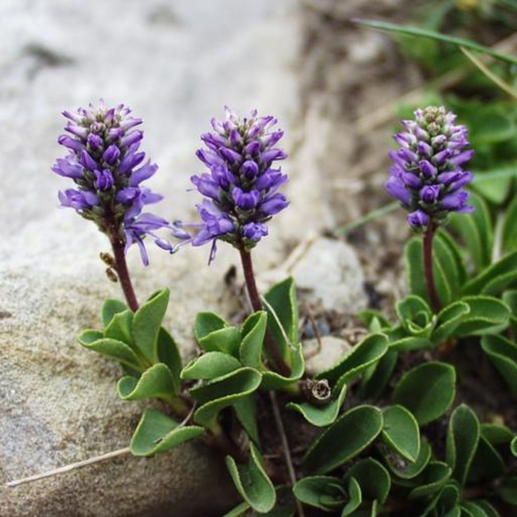 Veronica allionii