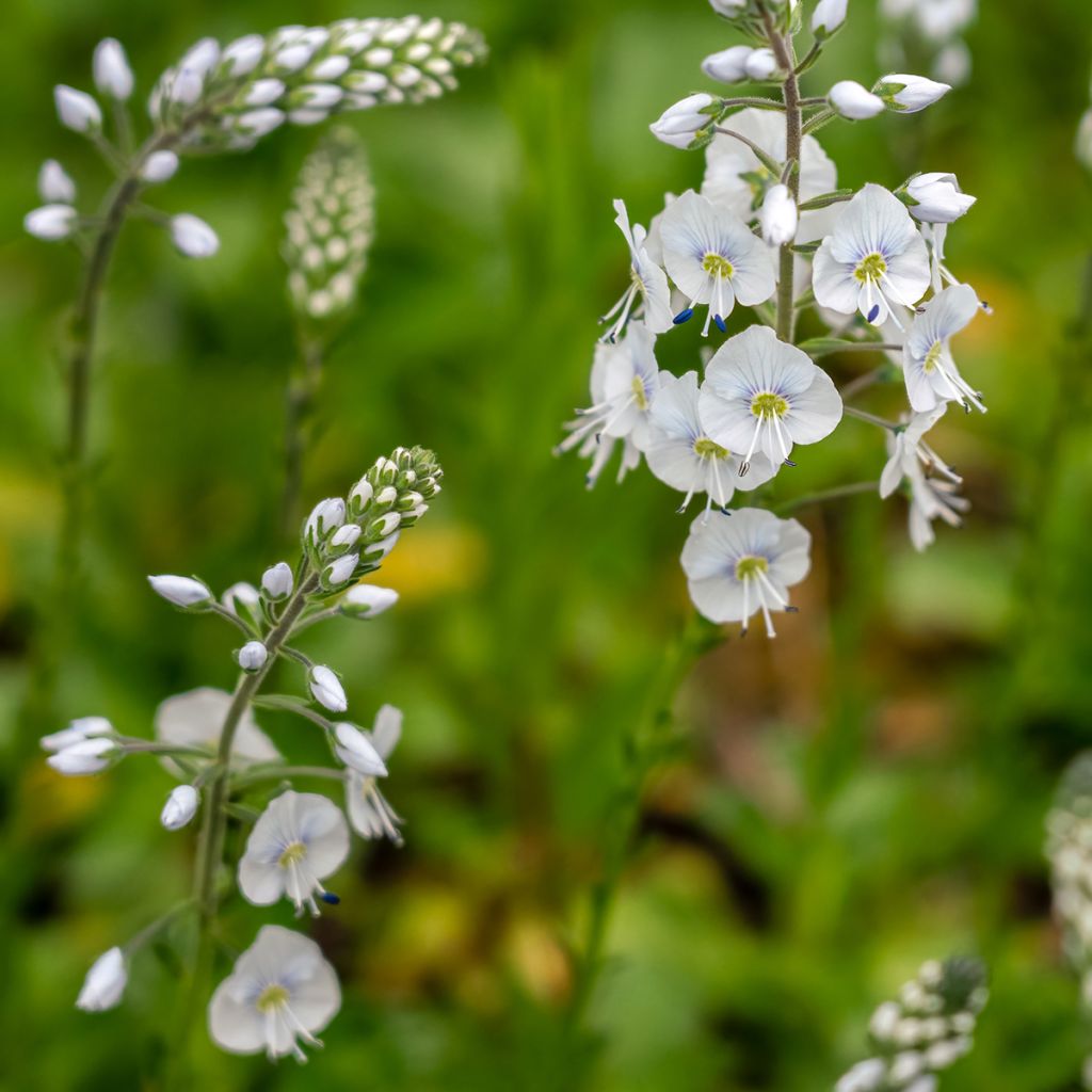 Veronica gentianoides Tissington White - Verónica-do-cáucaso
