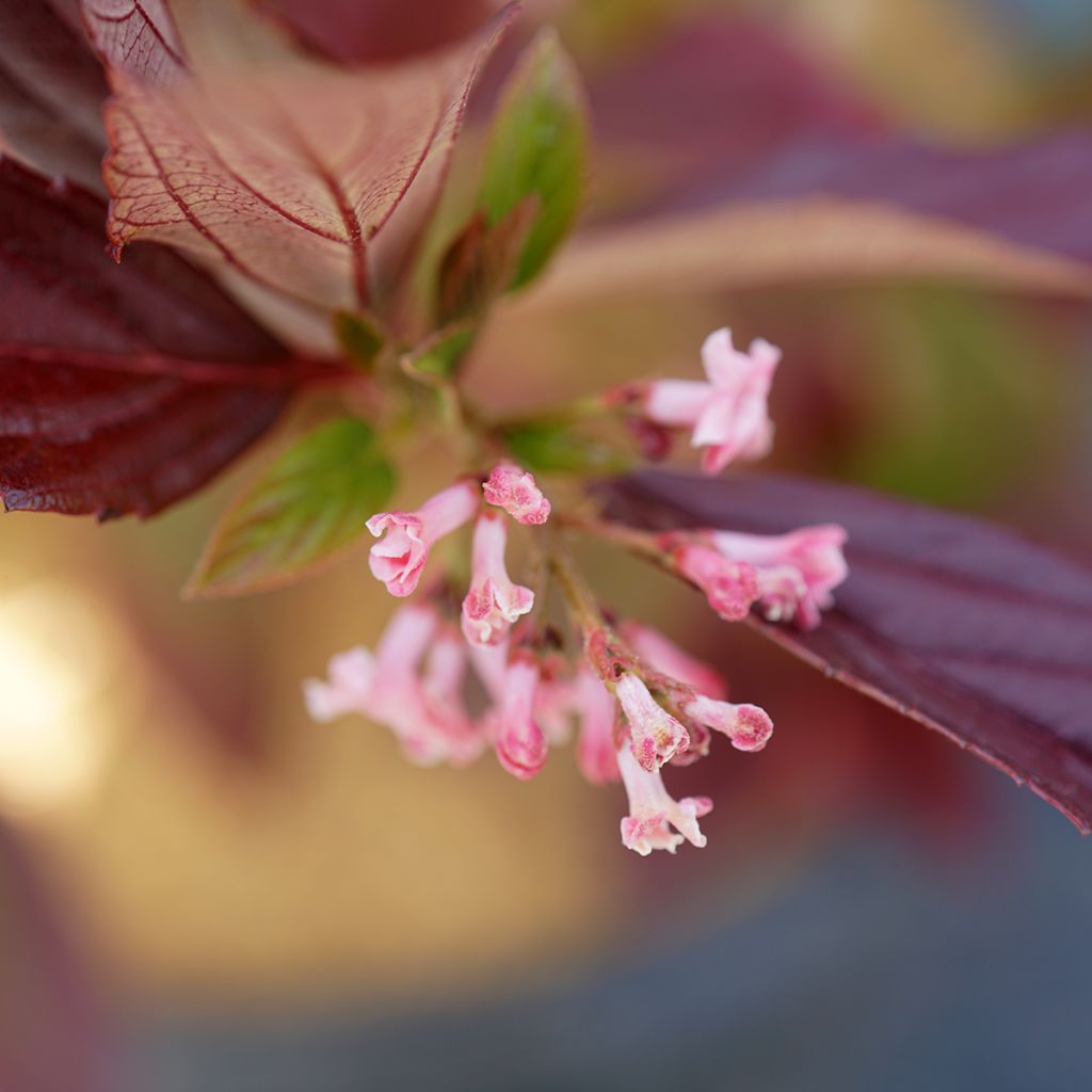Viburnum bodnantense × suspensum Sweet Talker - Viburno-de-Bodnant